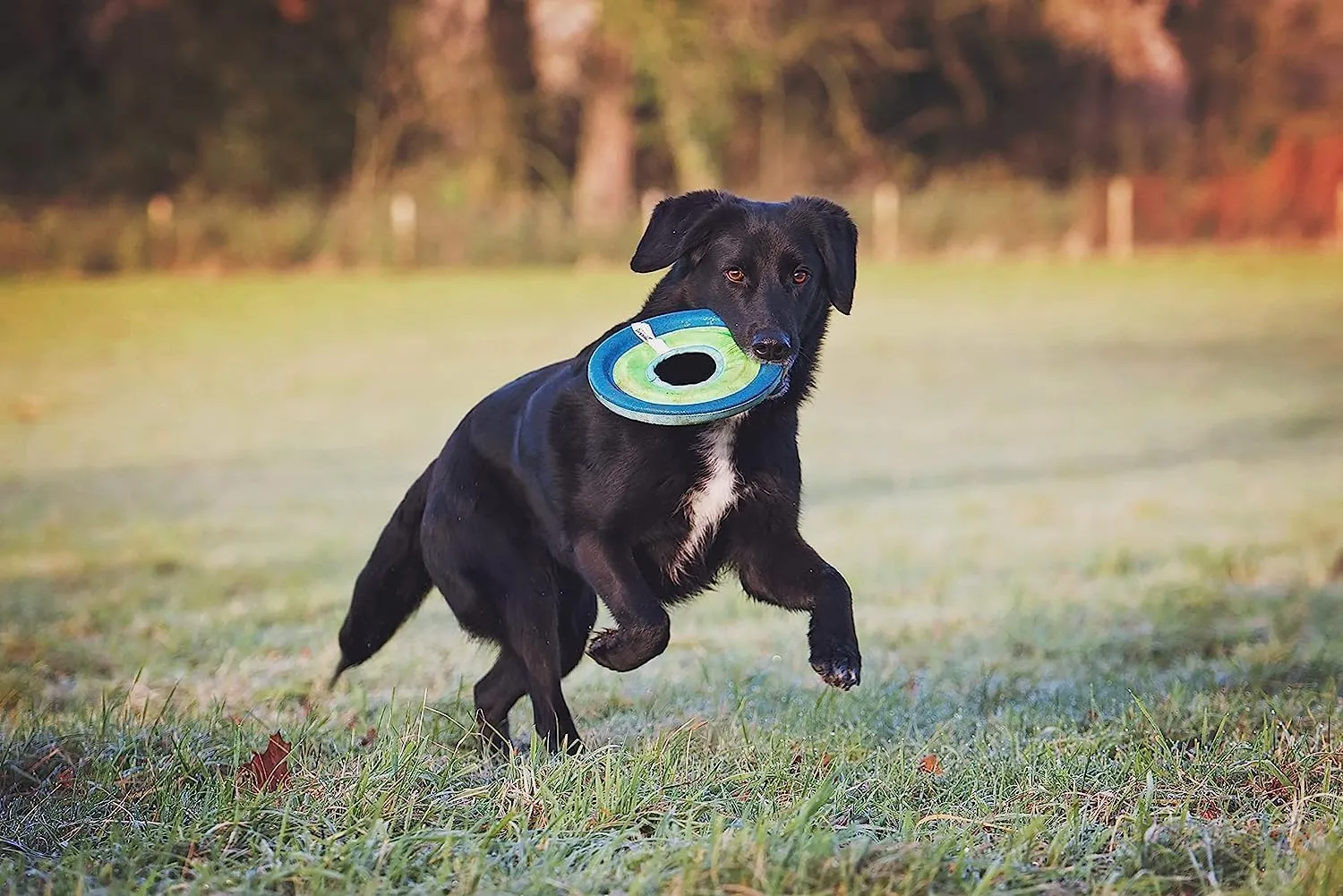 Chuckit! Max Glow Zipflight Flying Disc Dog Toy - Water Floating Flyer for Beach and Pool - Durable Polyester Construction - For Medium and Large Dogs - Size Medium - 8.5 L x 8.5 W - Pack of 1
