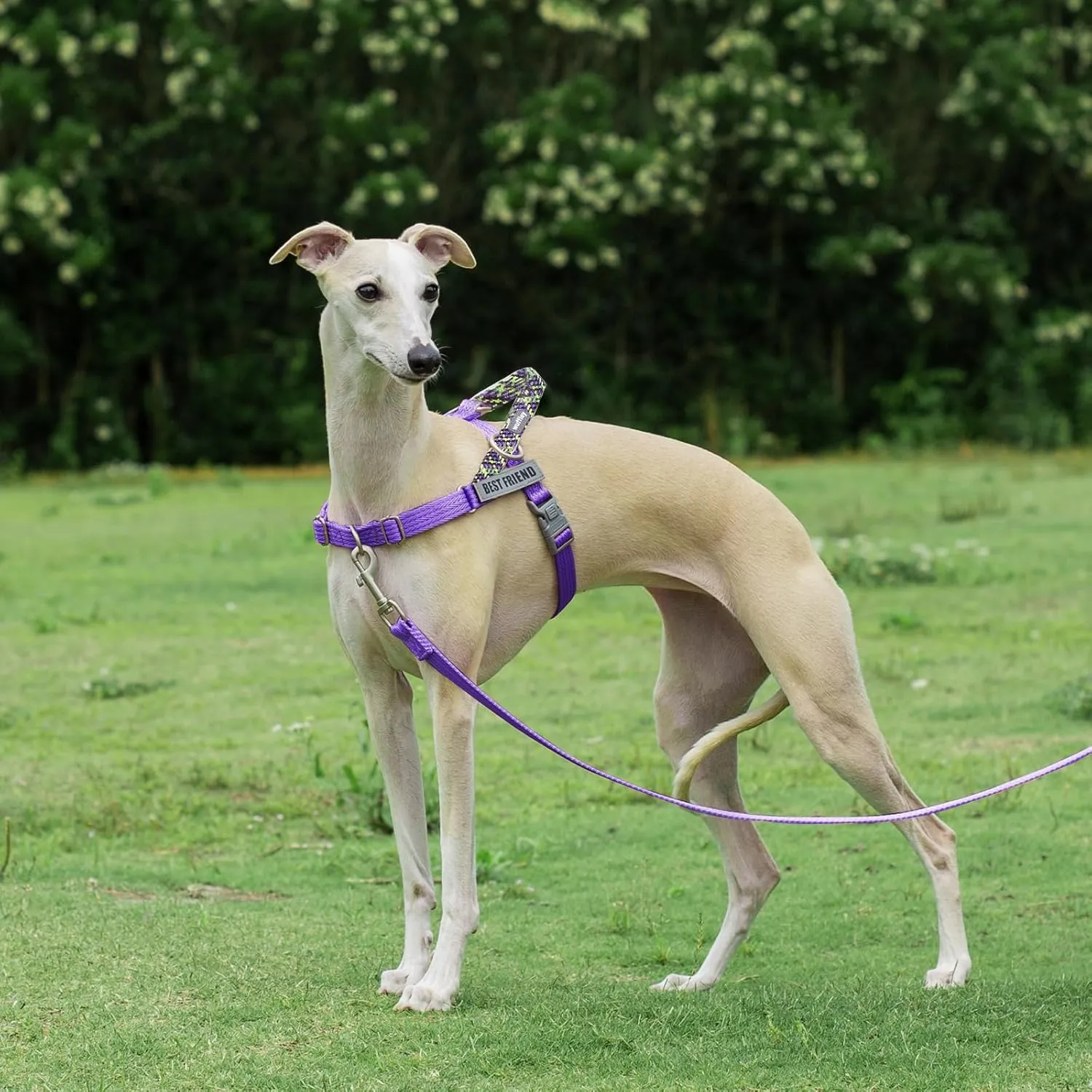Easy Walk Dog Harness and Leash Set, Freedom No Pull Harness with 2 Patches,Escape Proof/Quick Fit to Adjust Dog Vest Harness,Easy for Training Walking for Small,Medium & Large Dogs(Purple,M)