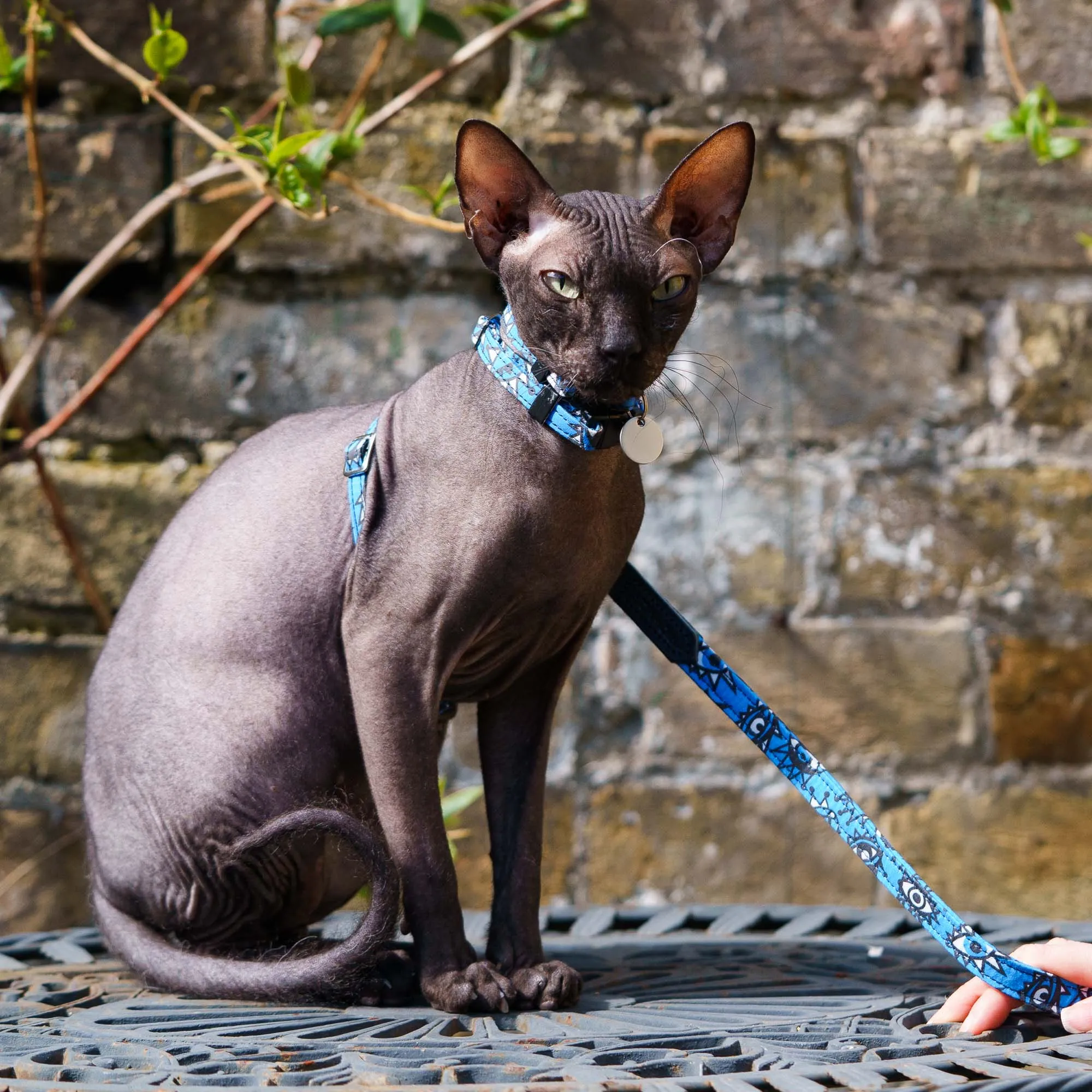 Eyes Cat Harness