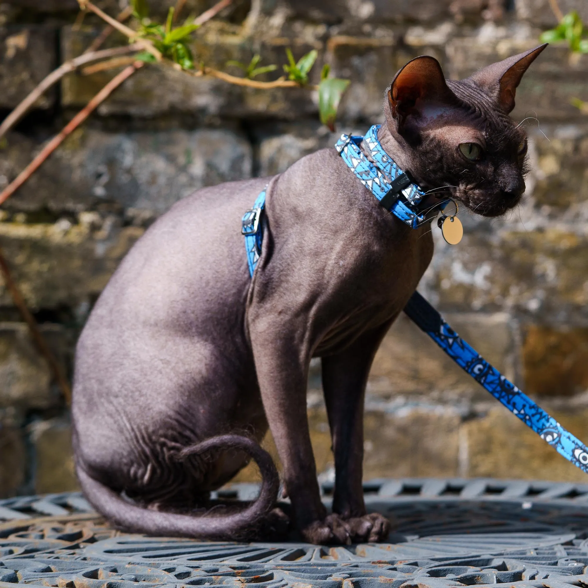 Eyes Cat Harness