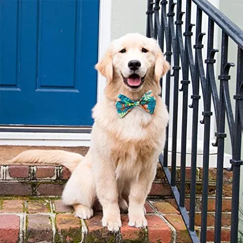 Goofy Tails |Summer Staycation Bows by Design Chefz Dog Bowtie/Bandana |For Dogs and Cats (Design-Trendy Tropical)