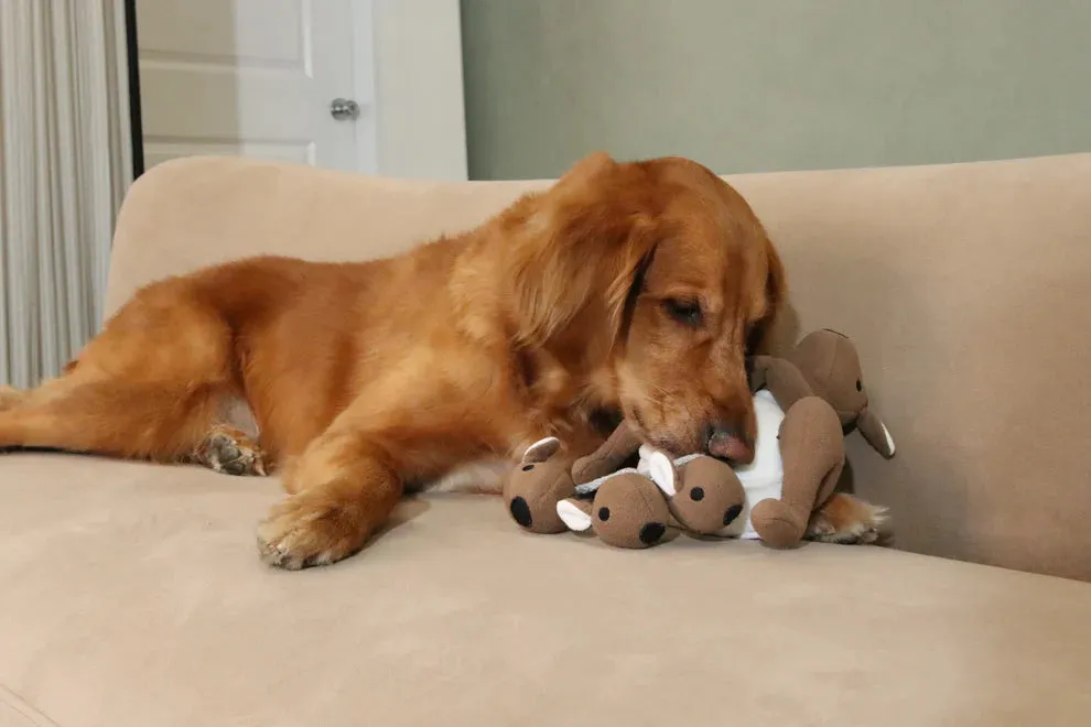 Injoya - Snuffle Toy - Joey Pouch