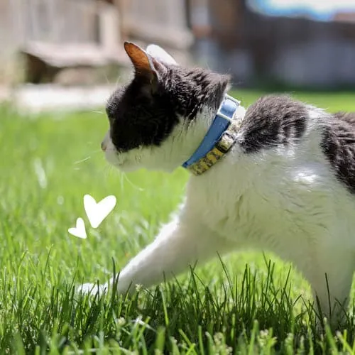 PetArmor® Flea & Tick Collar for Cats