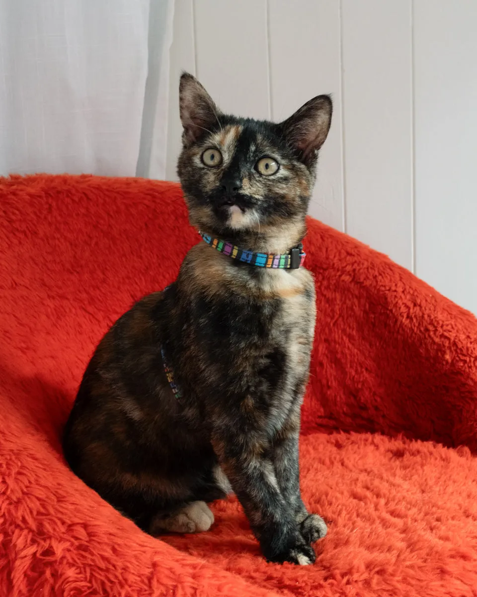 Rainbow Stripe Cat Harness