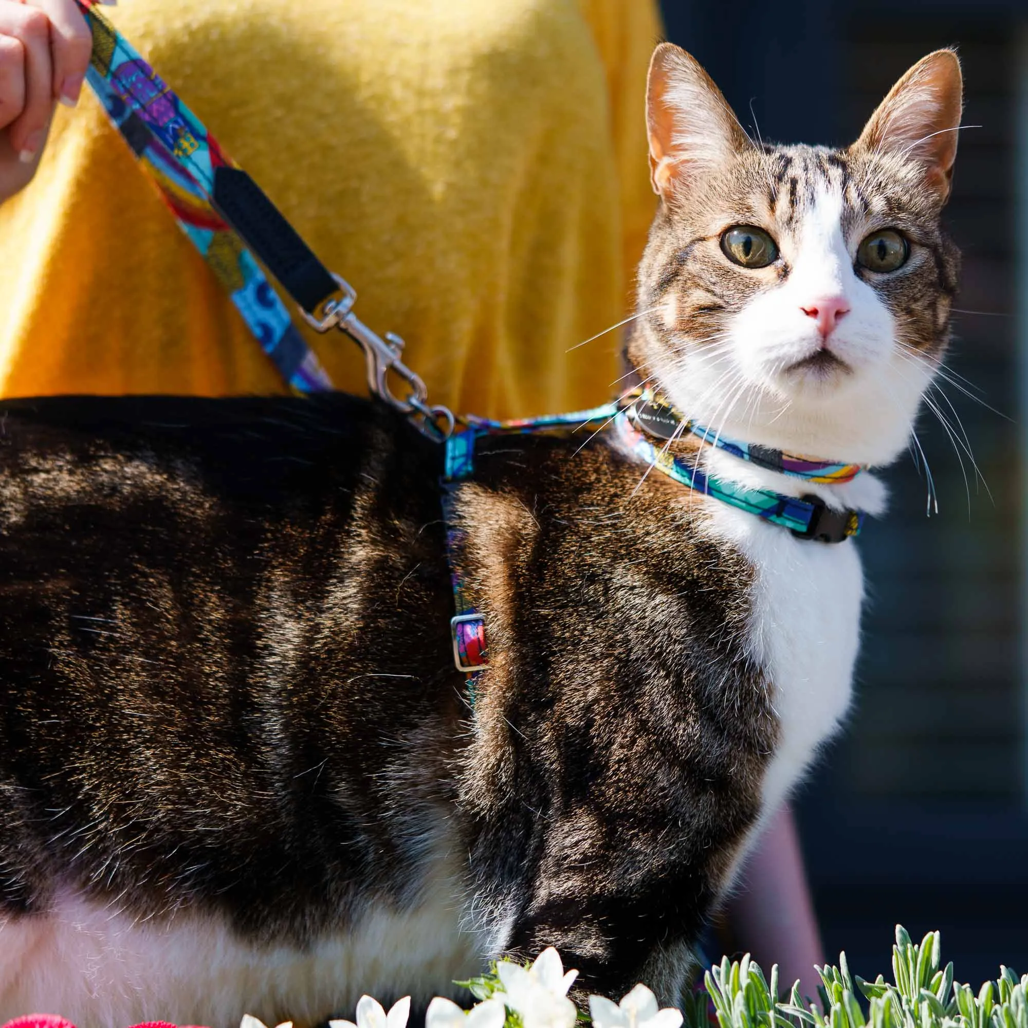 Wizard of Dog Cat Harness