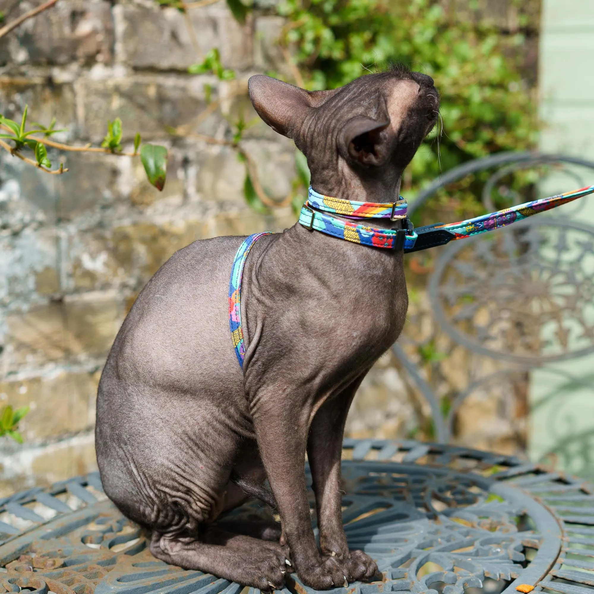 Wizard of Dog Cat Harness